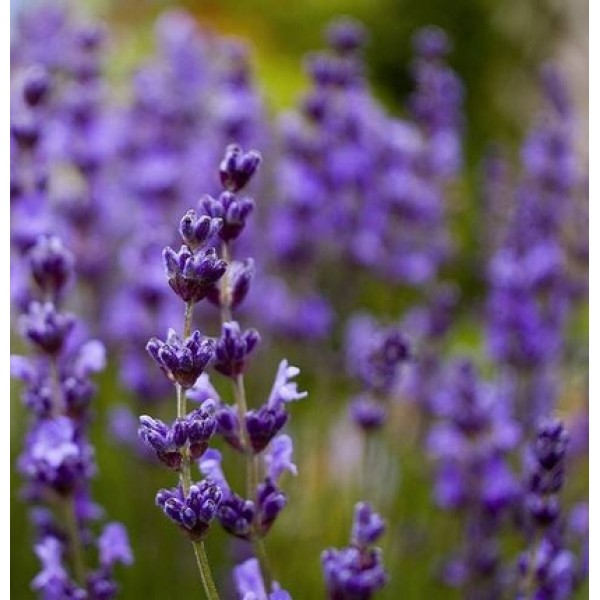 Lavendula officinalis Lavendula officinalis