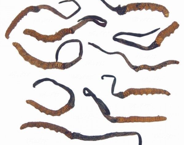 Cordyceps Sinensis