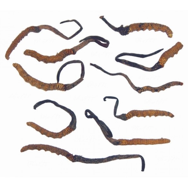Cordyceps sinensis Cordyceps sinensis