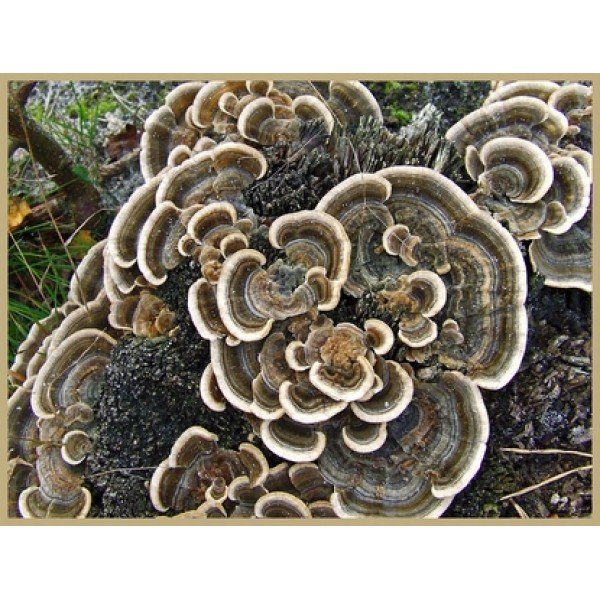 Coriolus versicolor Coriolus versicolor