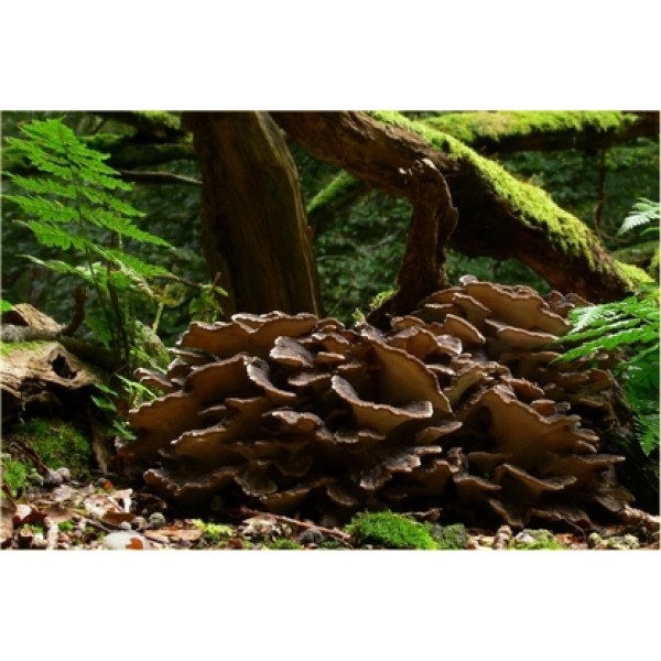 Grifola frondosa Grifola frondosa