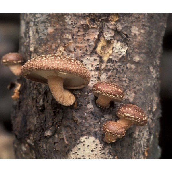 Lentinula edodes Lentinula edodes