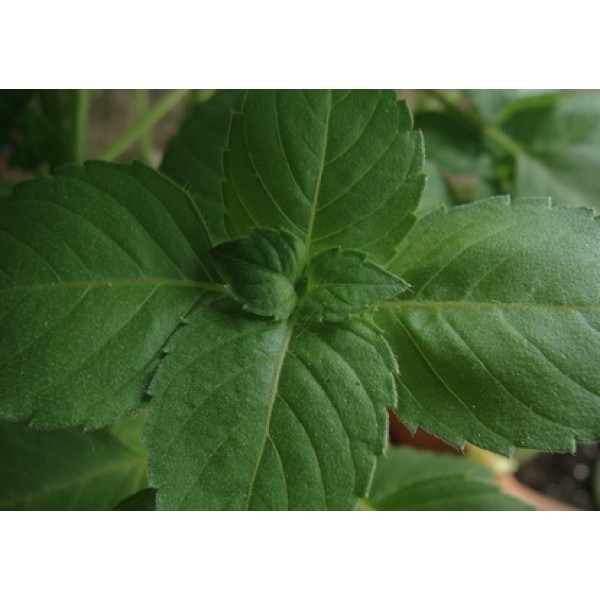 Ocimum sanctum Ocimum sanctum