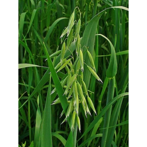 Avena sativa Avena sativa