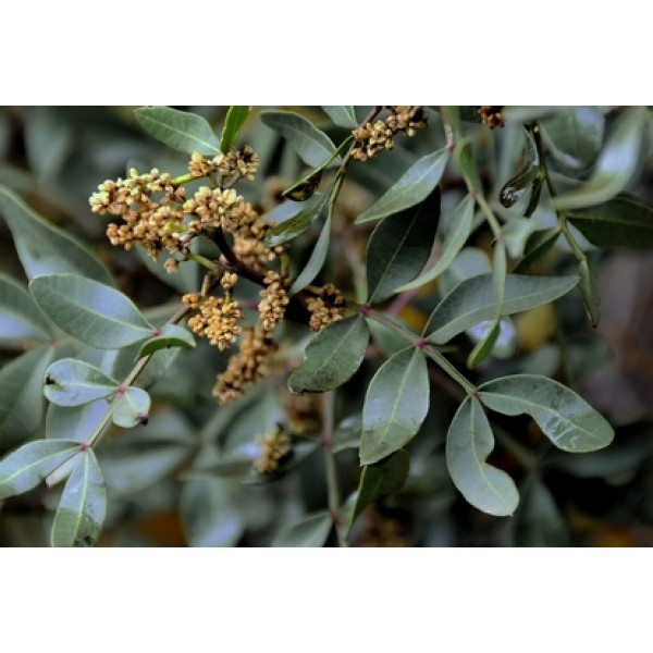 Pistacia lentiscus Pistacia lentiscus