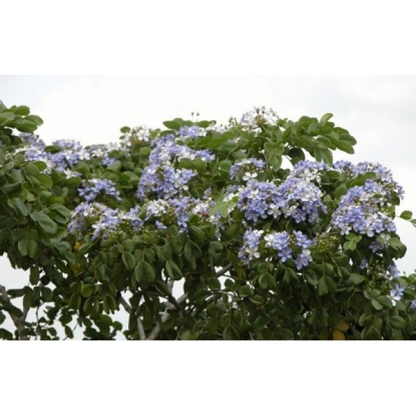Guaiacum officinale Guaiacum officinale
