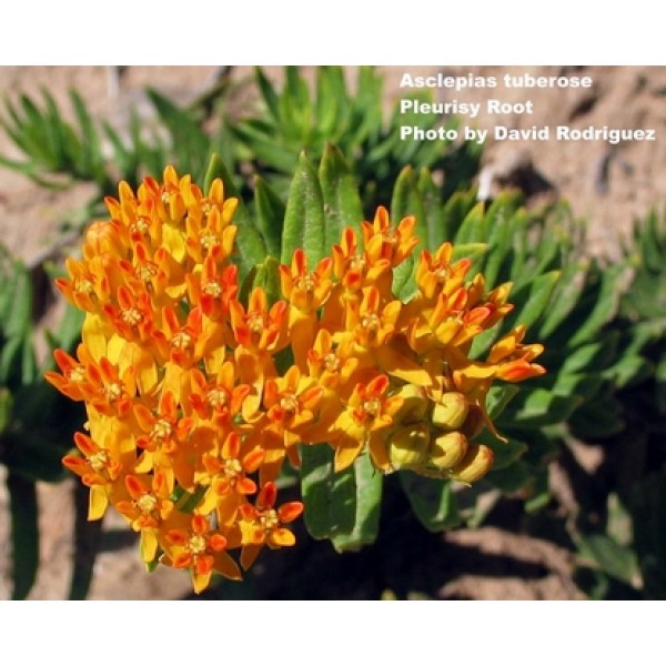 Asclepias tuberosa Asclepias tuberosa