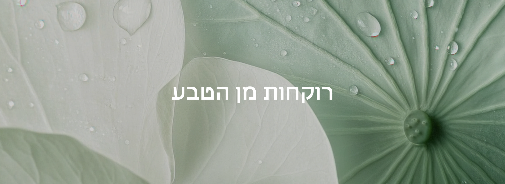 רוקחות מן הטבע עלים